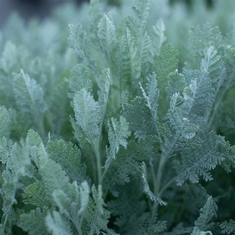 Silver Lace – Floret Library