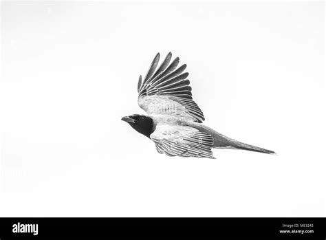 Black faced cuckoo shrike Black and White Stock Photos & Images - Alamy