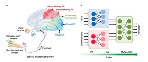 A brain-inspired architecture for human gesture recognition