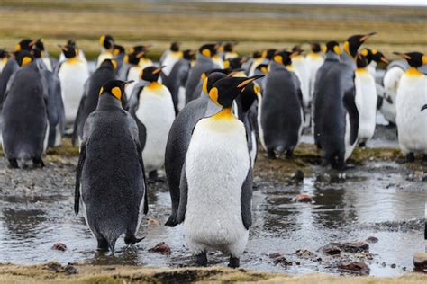 Premium Photo | King penguins