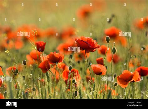 Common Poppy Corn Poppy Red Poppy Papaver Rhoeas Flowering In Corn