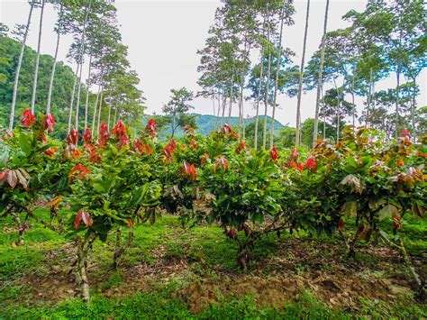 Producci N De Cacao En M Xico Hydroenvironment