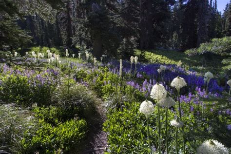 Wildflowers Of The Goat Rocks Wilderness North Western Images