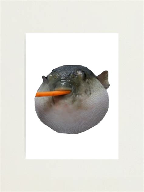 Pufferfish Eating Carrot Meme Photographic Print For Sale By