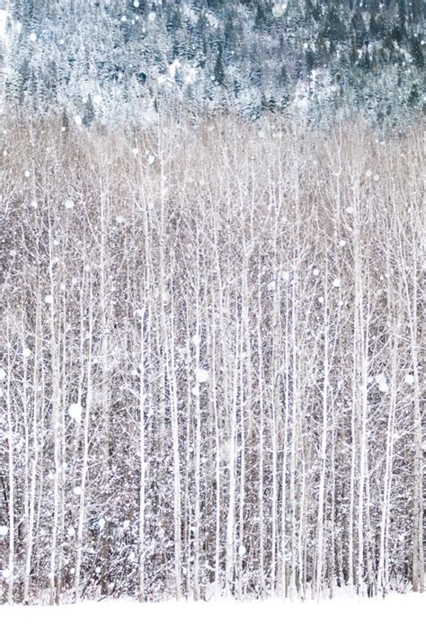 Winter Photography, Birch Trees in Snow, Nature Photography, Woodland Wall Decor, Large Wall Art ...