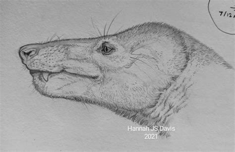 (OC) Today's sketch of cynognathus : r/Paleontology