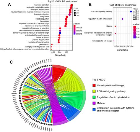 Consistency Of Mouse Models With Human Intracerebral Hemorrhage Core