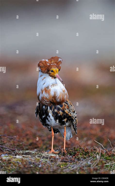 Ruff Philomachus Pugnax Male In Breeding Plumage At Lek Varanger