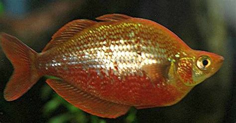 Red Rainbowfish Glossolepis Incisus Tropical Fish Keeping