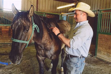 Horse Mane Braiding Demystified (Tools, Types, FAQs) - Horse Rookie