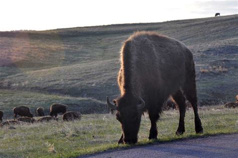 Taken For Granted: American Bison Herd II