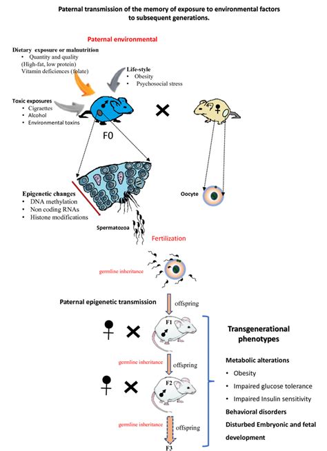 Figure From A Decade Of Exploring The Mammalian Sperm Epigenome