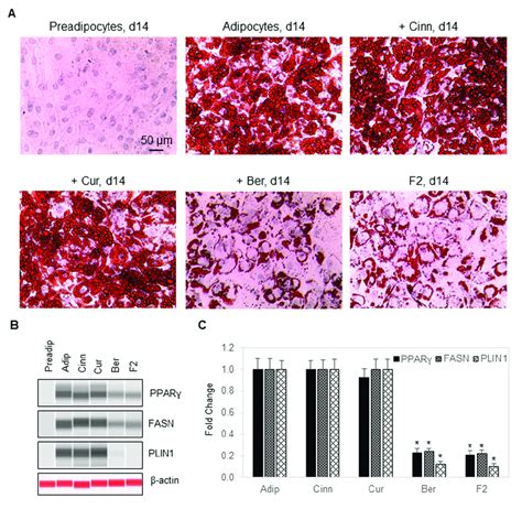 Berberine Inhibits Fat Cell Differentiation A Hematoxylin Eosin