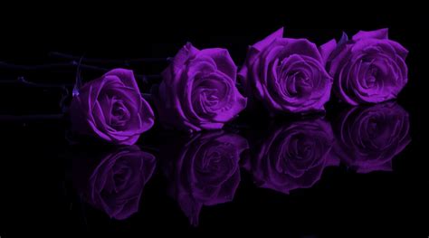 Purple Roses Wallpaper - WallpaperSafari