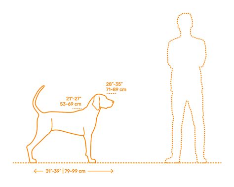 Redbone Coonhound Dimensions & Drawings | Dimensions.com