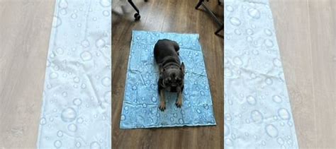 Nobby Мат охлаждающий для собак и кошек 90х70 см купить в Москве ...