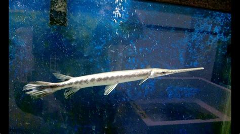 Alligator Gar Swimming In Aquarium At Pet Store Youtube