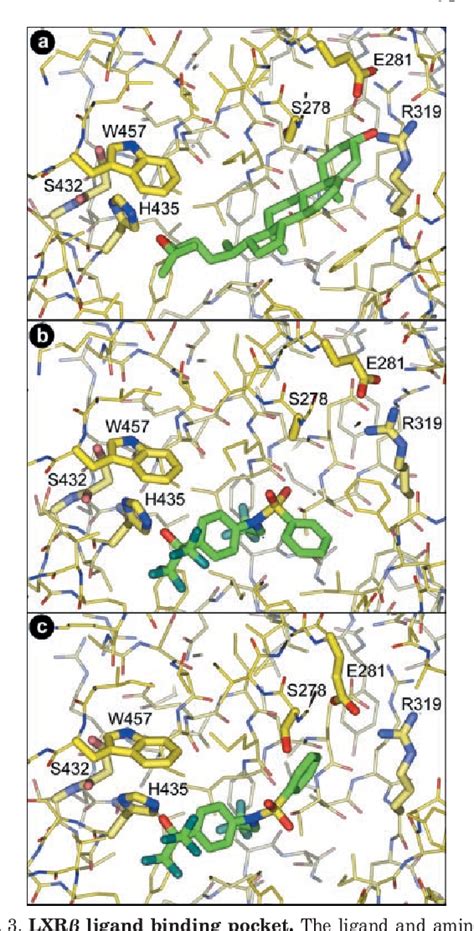 Figure 3 from X ray Crystal Structure of the Liver X Receptor β Ligand