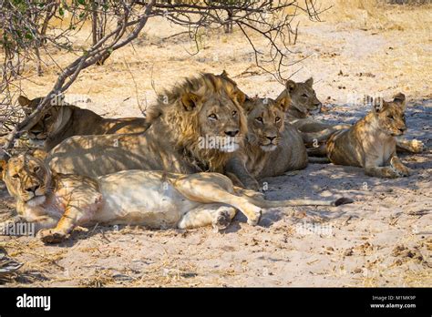 Lion Pride Lions Lying In Shade Banque De Photographies Et Dimages