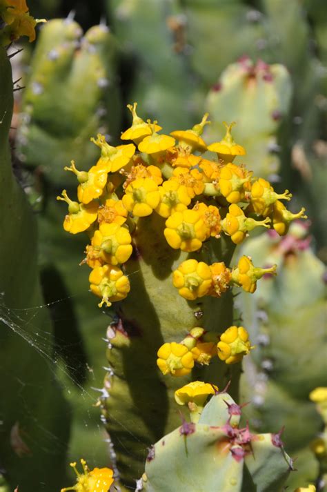 Euphorbia Resinifera The Ruth Bancroft Garden And Nursery