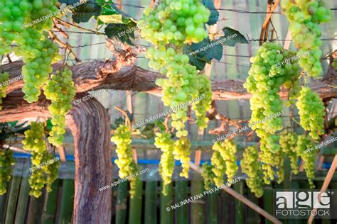 Green Grapes Hanging On Tree Display In Food Festival Stock Photo