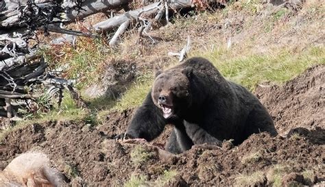 Yellowstone grizzly bear ferociously guards kill as tourists watch