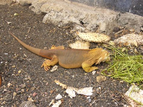 Land Iguana Photos