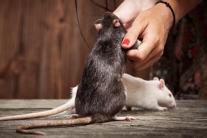 Can You Teach Rats Tricks? - Petset.com