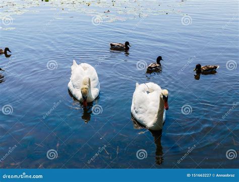 Two White Swans With Ducks Swam To Shore Stock Image Image Of Peace