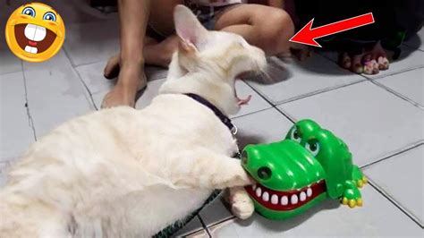 Top Pet Bloopers That Will Make You Laugh Out Loud Pet Fails You Won