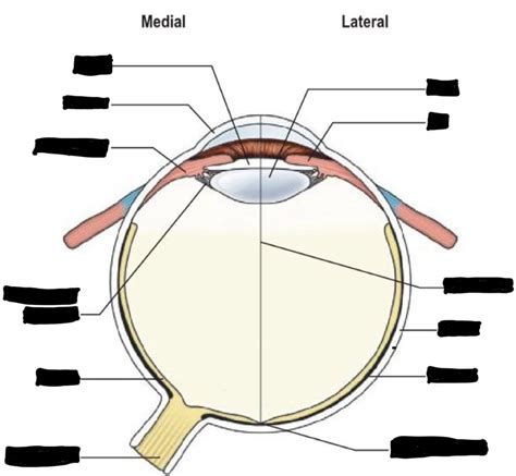 Diagram Of Eye Superior View Quizlet