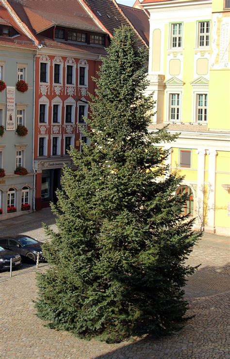 Der Weihnachtsbaum für den 639 Bautzener Wenzelsmarkt kommt Stadt