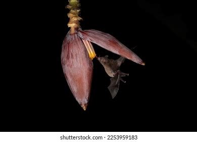 Lonchophylla Robusta Orange Nectar Bat Bat Stock Photo 1945986907