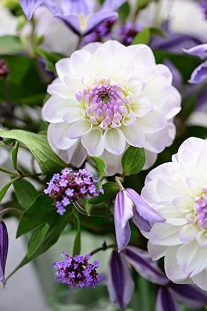 Rare Dahlia Opera Pompon White And Purple Fresh Seeds Purple