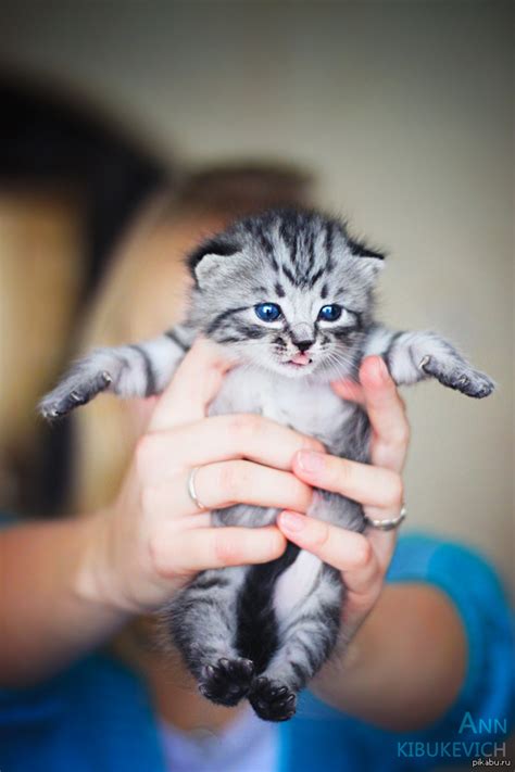 Котенок | Пикабу
