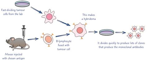 6.5 Monoclonal Antibodies Diagram | Quizlet