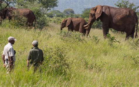 Elewana Tarangire Treetops - See description and beautiful photos ...