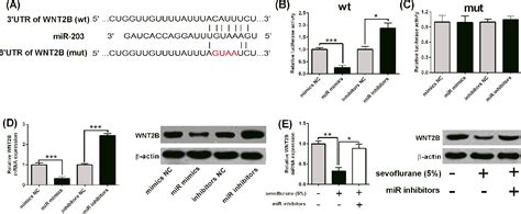 Figure From Sevoflurane Inhibited Osteosarcoma Cell Proliferation And