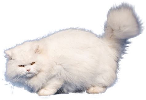 Persian Cat PNG Transparent Images PNG All