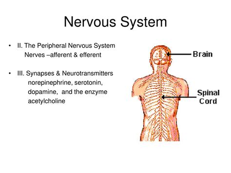 PPT Aging Change And Adaptation Aging And Mental Health PowerPoint