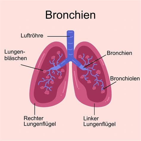 Bronchien Aufgabe Krankheiten Schwabe Austria