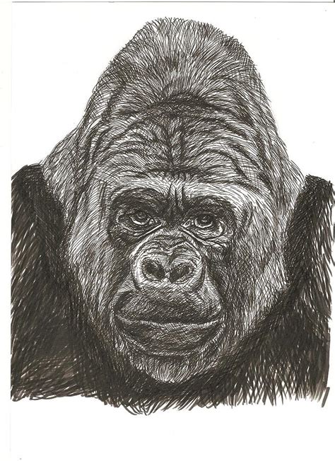 Gorilla Pen Art Drawing By Rebecca Vose Fine Art America