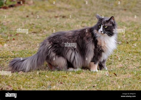 Norwegian Forest Cat Female Standing Stock Photo Alamy