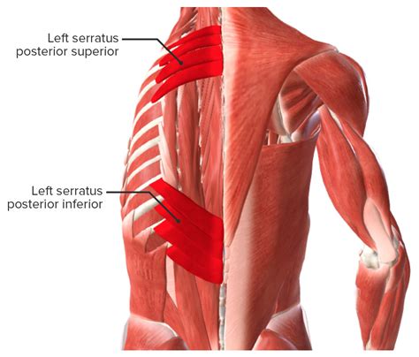 Back Muscles Anatomy And Groups Concise Medical Knowledge