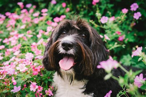 Sneezing, Scratching & Licking: Is Your Dog Experiencing Seasonal