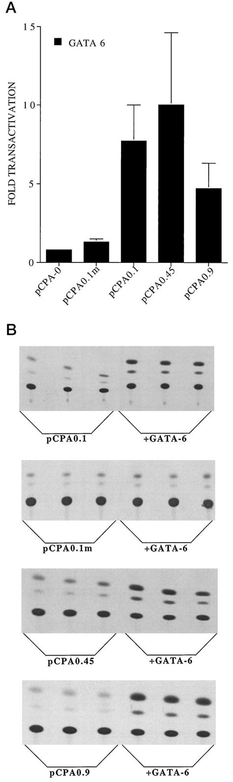 GATA 6 Activates Transcription Of Surfactant Protein A Journal Of