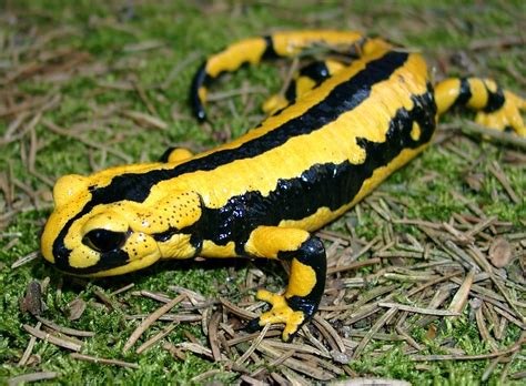 Solling_salamandra_terrestris