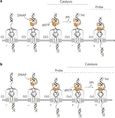 Nucleotide Addition May Occur Above The Nanopore Orifice Before The