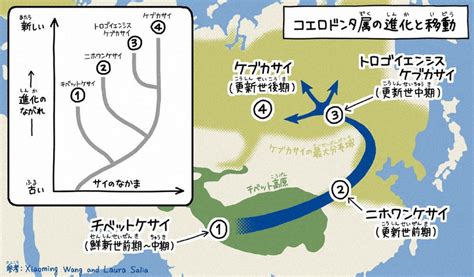 ゆり先生の化石研究室：／64 チベット高原から移動 コエロドンタ属の進化 毎日新聞