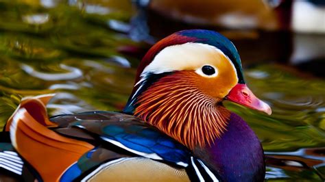 Mandarin Duck Background Hd Wallpapers 74845 Baltana